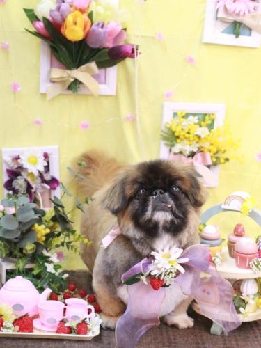 20230326スピカくん